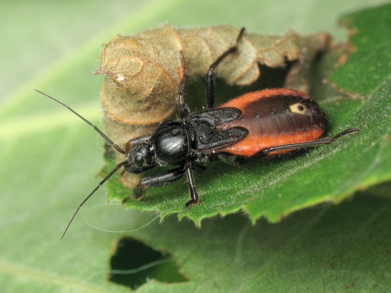 Peirates hybridus (Scopoli, 1763)
